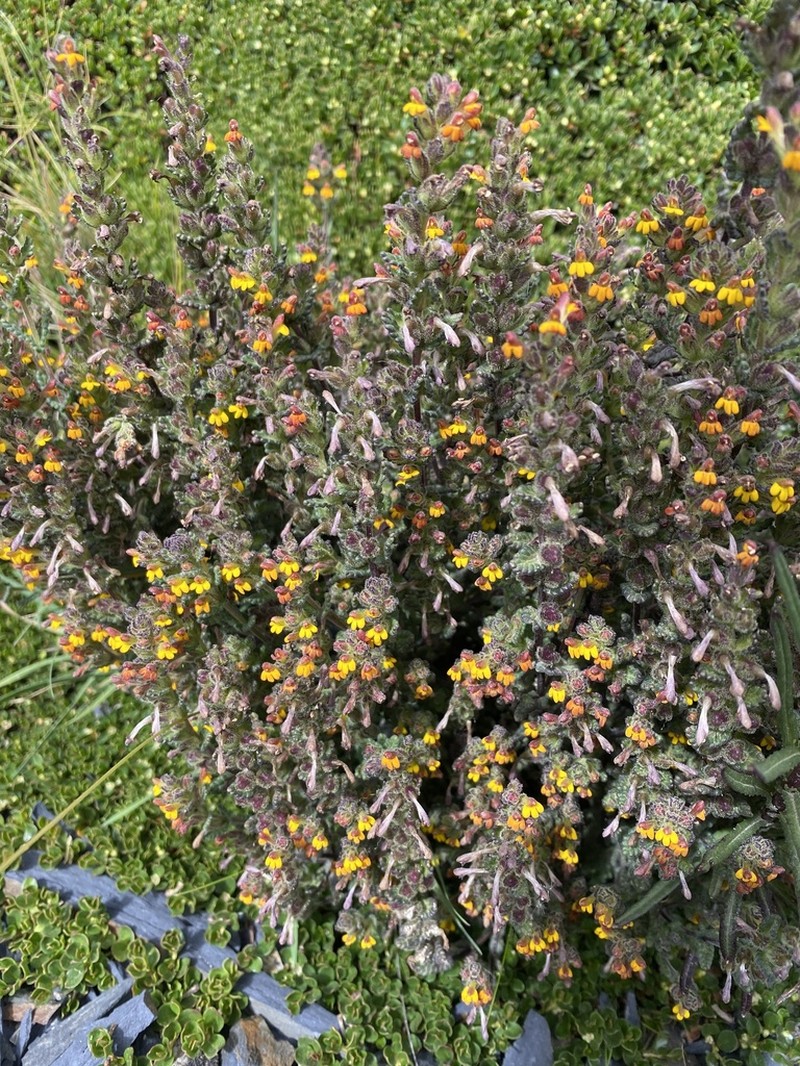 Neobartsia pauciflora