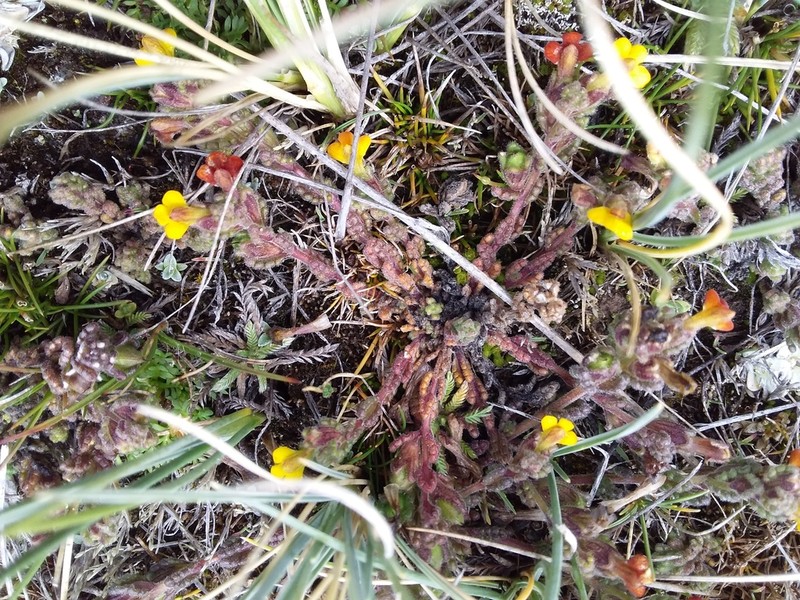 Neobartsia pauciflora photo 2