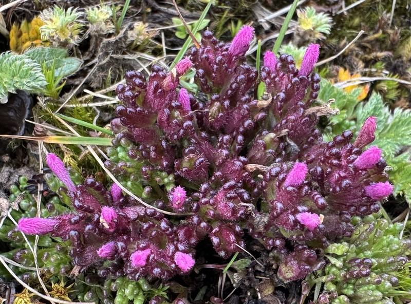 Neobartsia pedicularoides