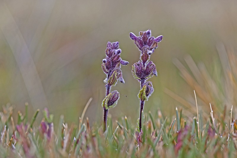 Neobartsia pedicularoides photo 2