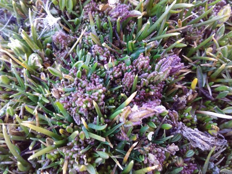 Neobartsia pedicularoides photo 3