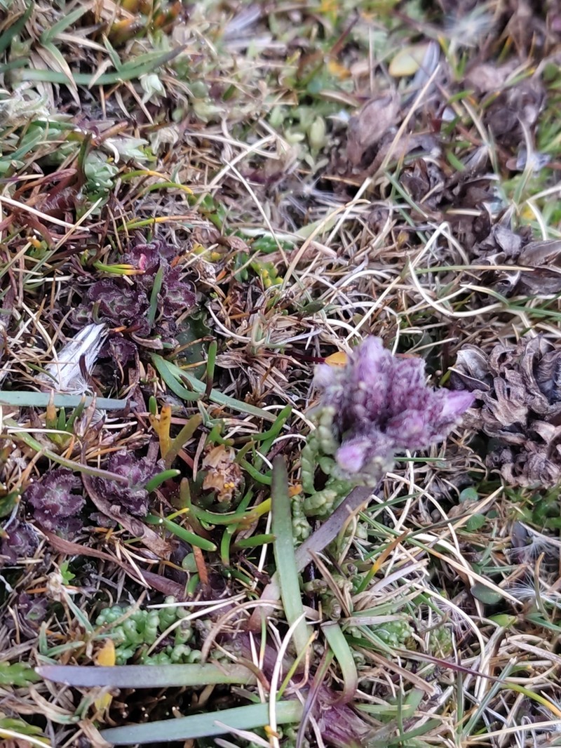 Neobartsia pedicularoides photo 4