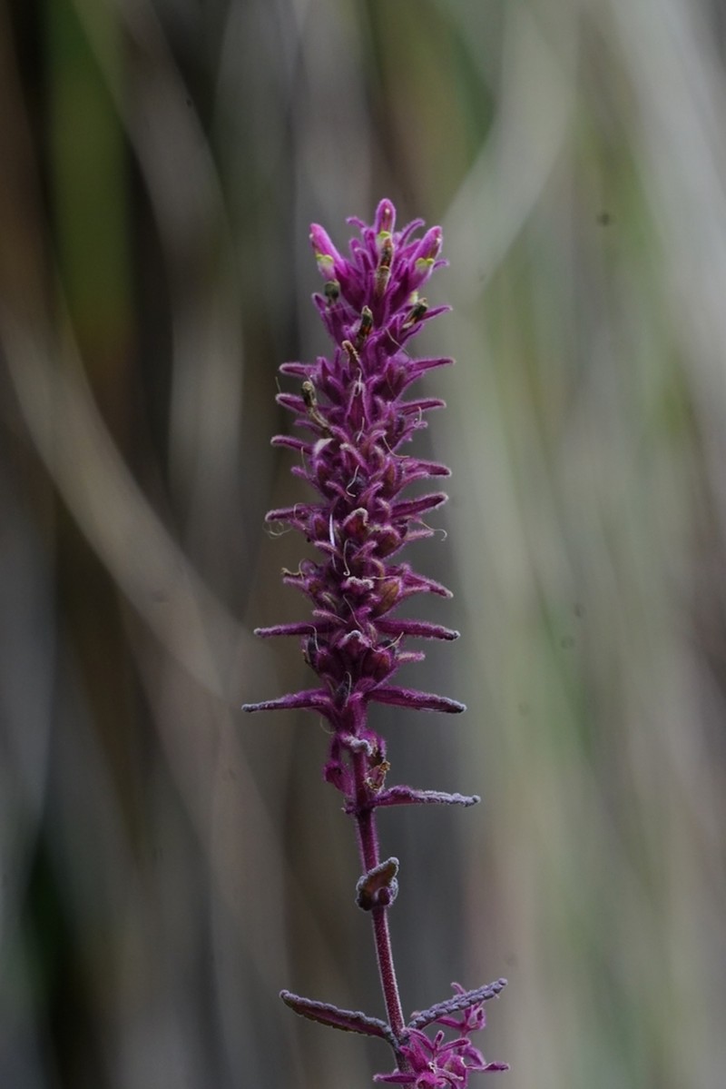 Neobartsia pedicularoides photo 5