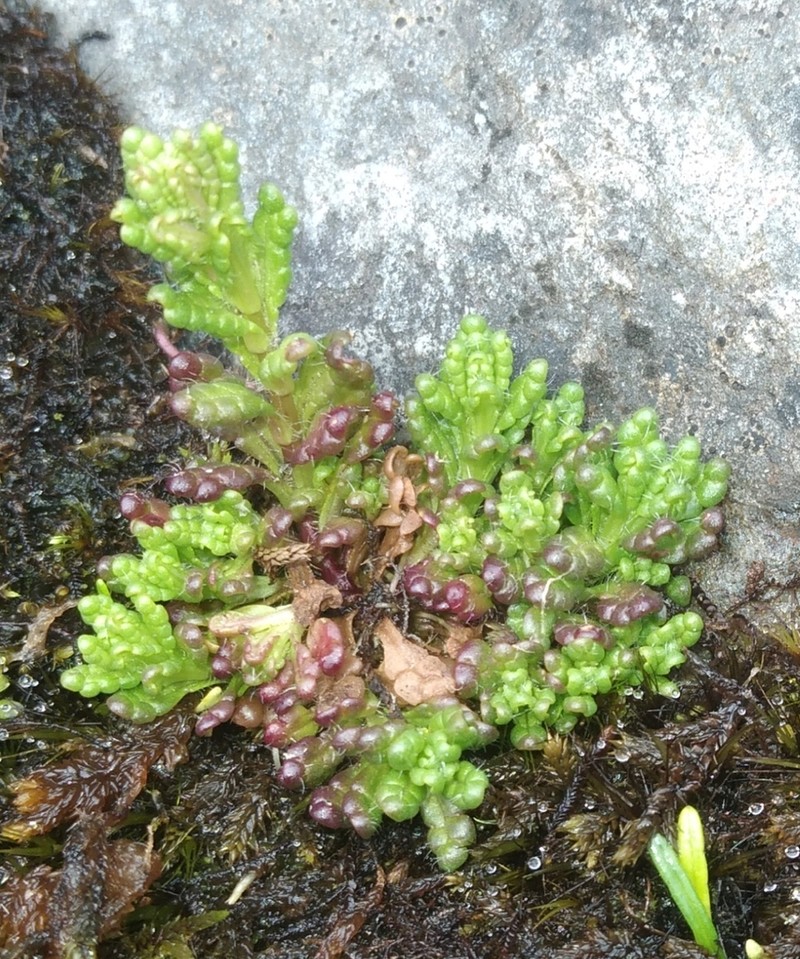 Neobartsia pedicularoides photo 6