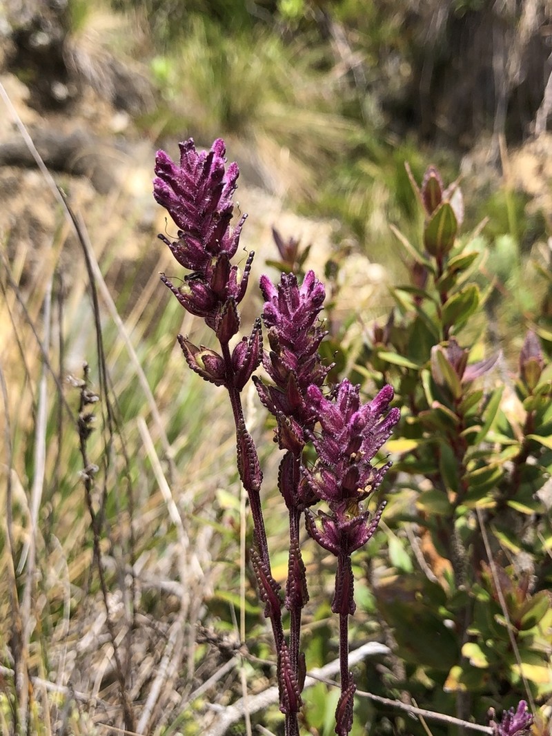 Neobartsia pedicularoides photo 7