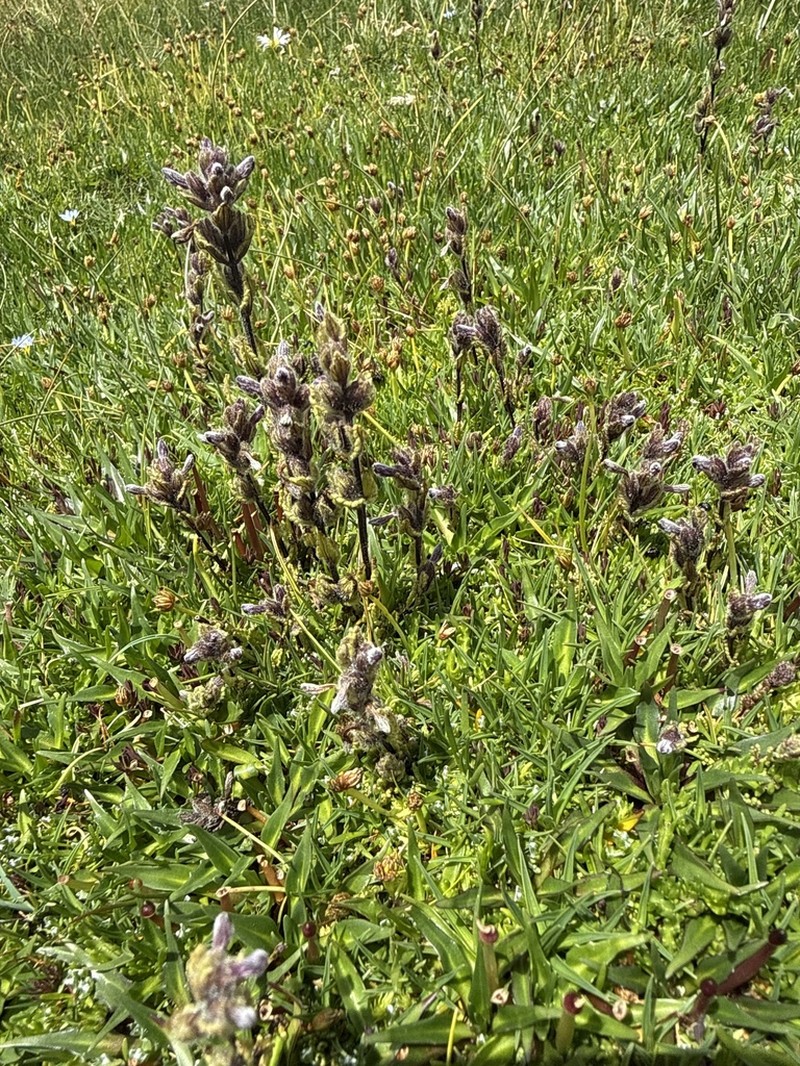 Neobartsia pedicularoides photo 8