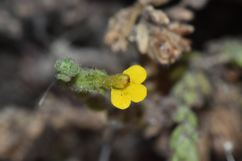 Neobartsia peruviana