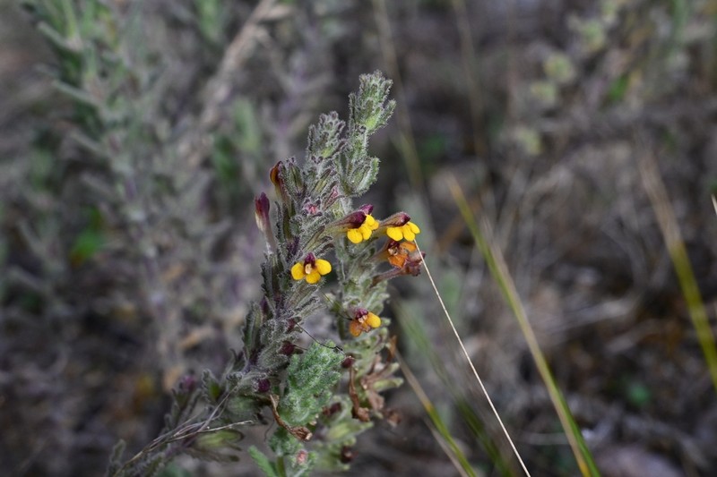 Neobartsia peruviana photo 2