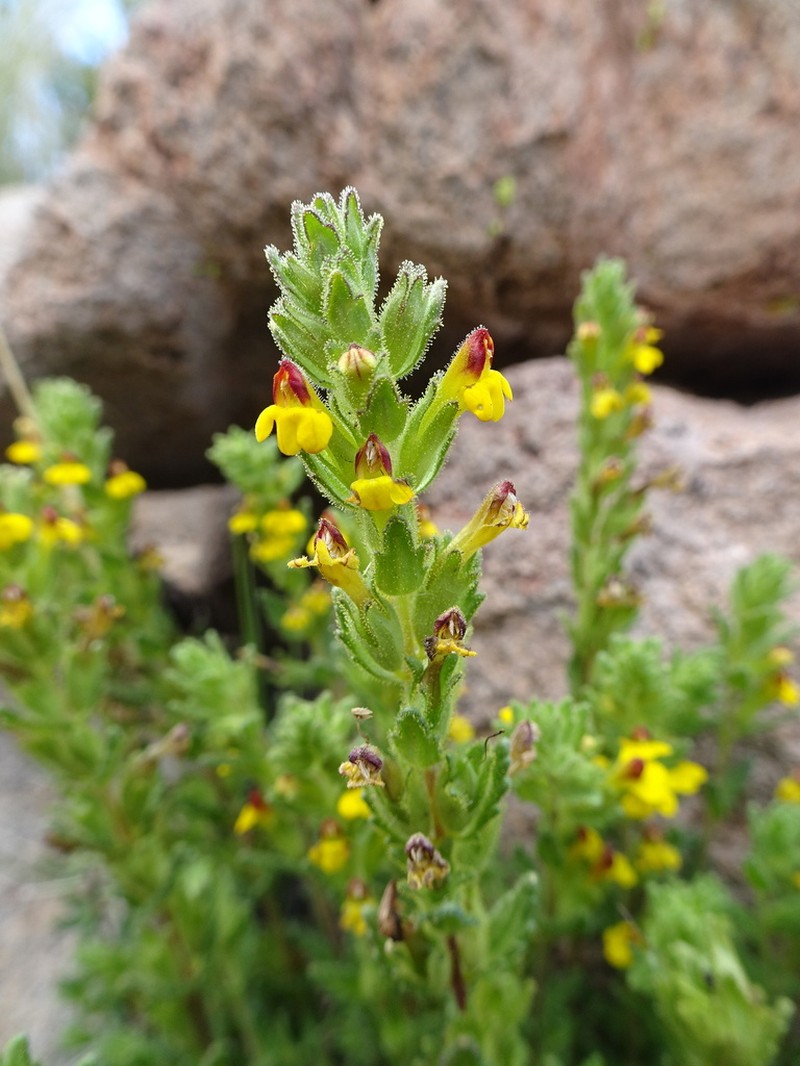 Neobartsia peruviana photo 3