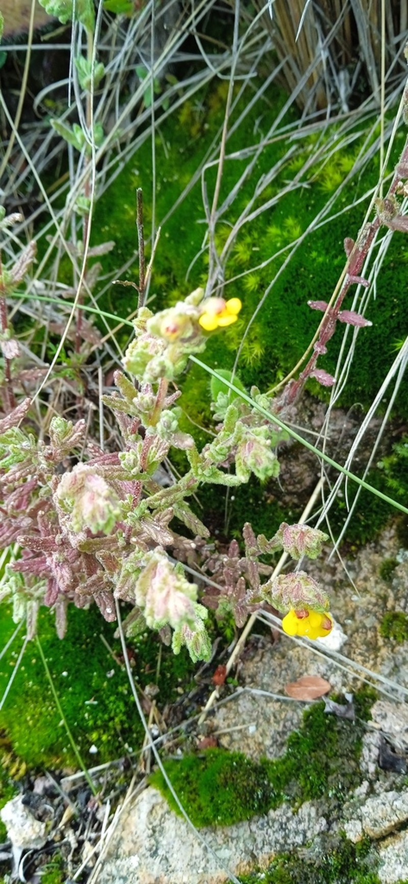 Neobartsia peruviana photo 4