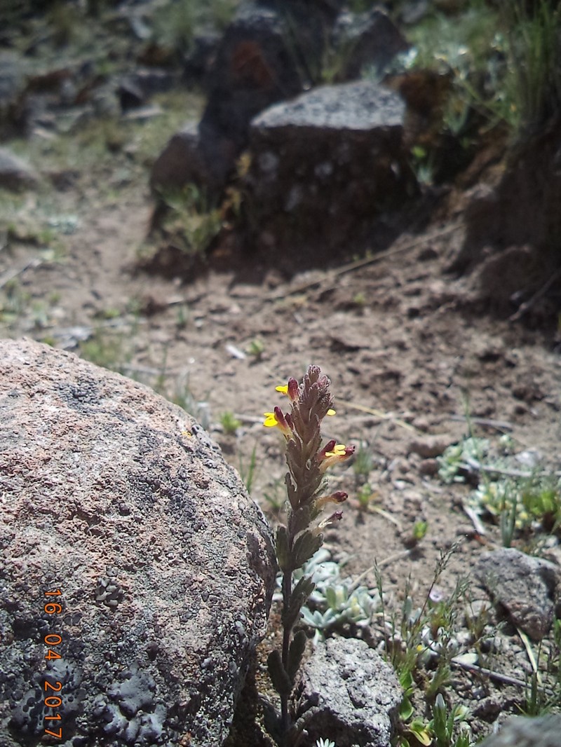 Neobartsia peruviana photo 5