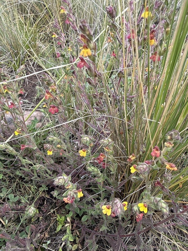Neobartsia peruviana photo 6
