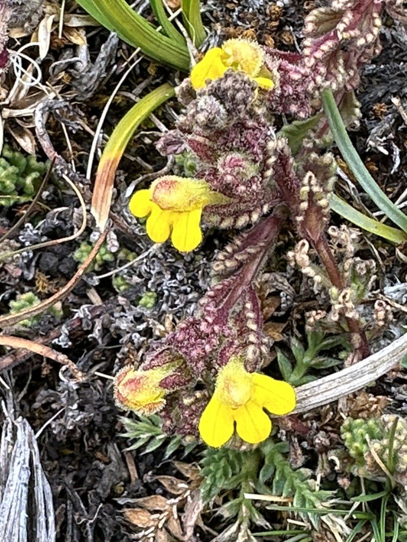 Neobartsia peruviana photo 7