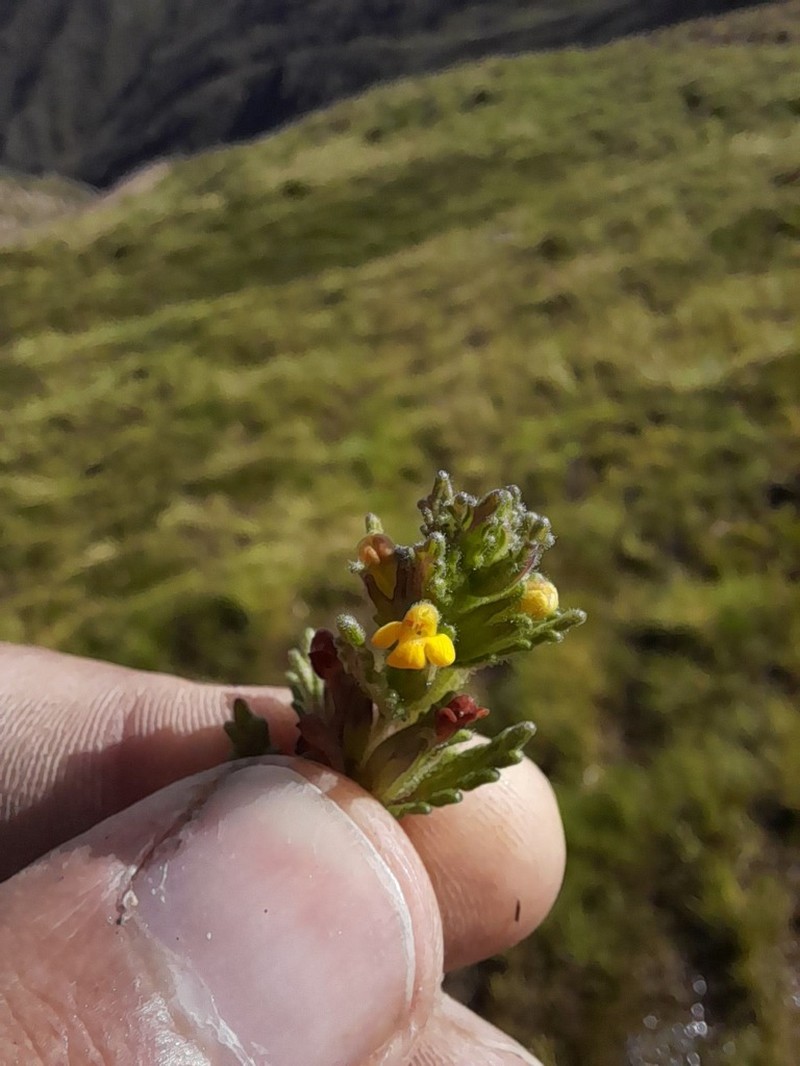Neobartsia peruviana photo 8