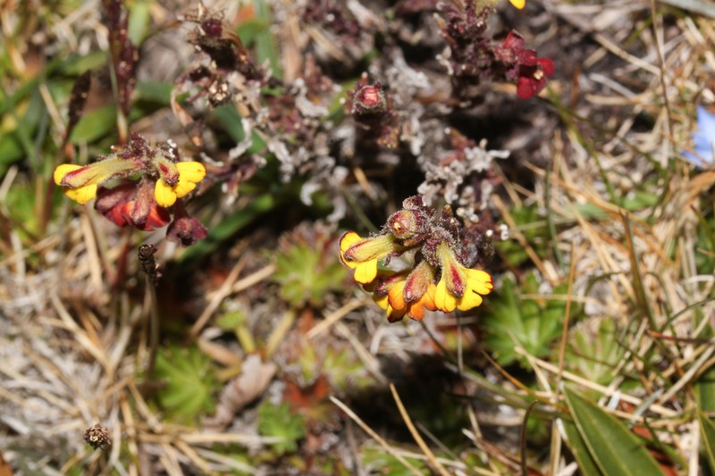 Neobartsia pumila