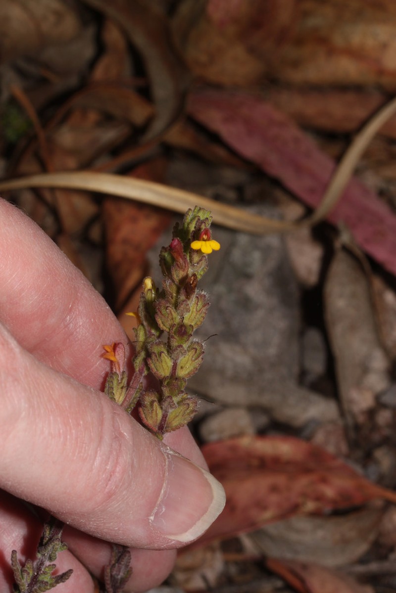 Neobartsia pumila photo 2
