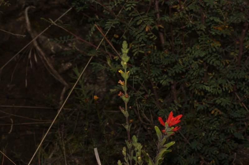 Neobartsia pumila photo 3