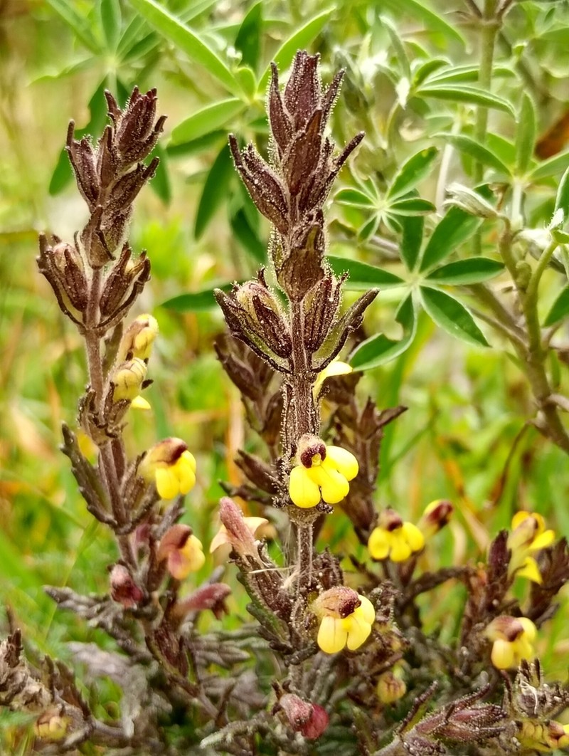 Neobartsia pumila photo 4