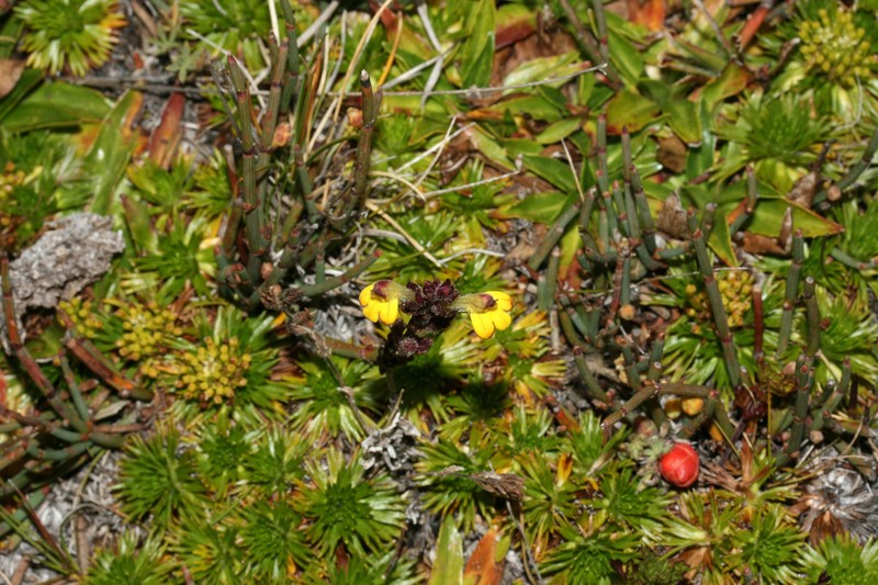 Neobartsia pumila photo 5