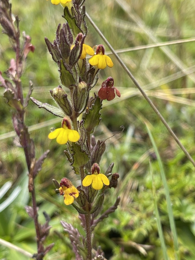 Neobartsia pumila photo 6