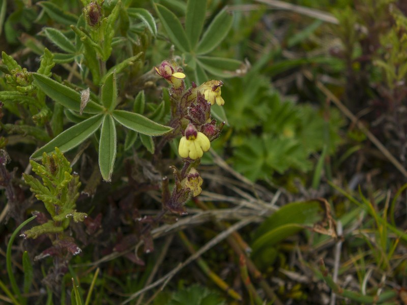 Neobartsia pumila photo 7