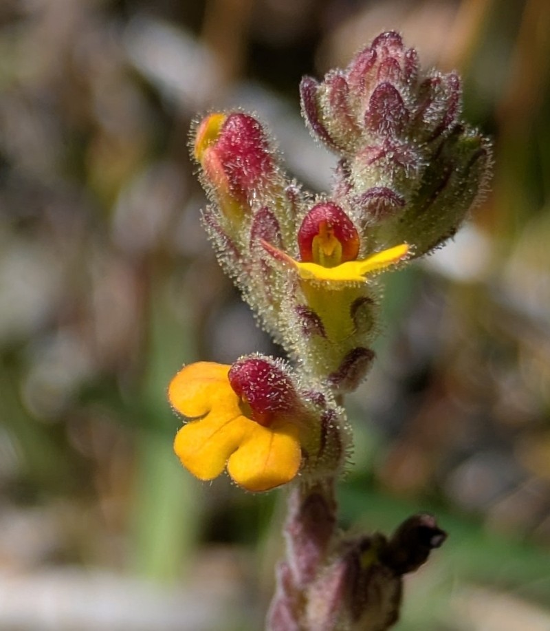 Neobartsia pumila photo 8