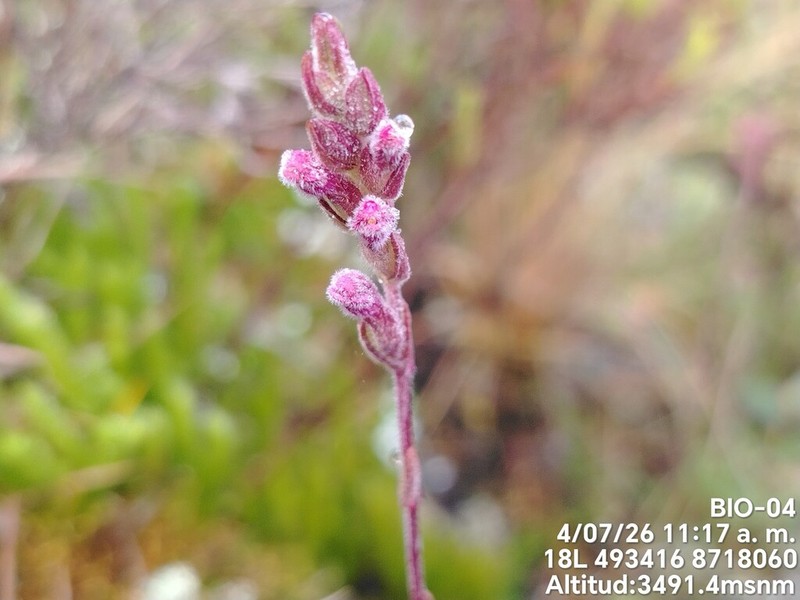 Neobartsia pyricarpa