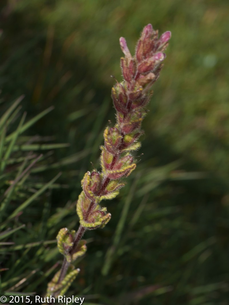 Neobartsia pyricarpa photo 2