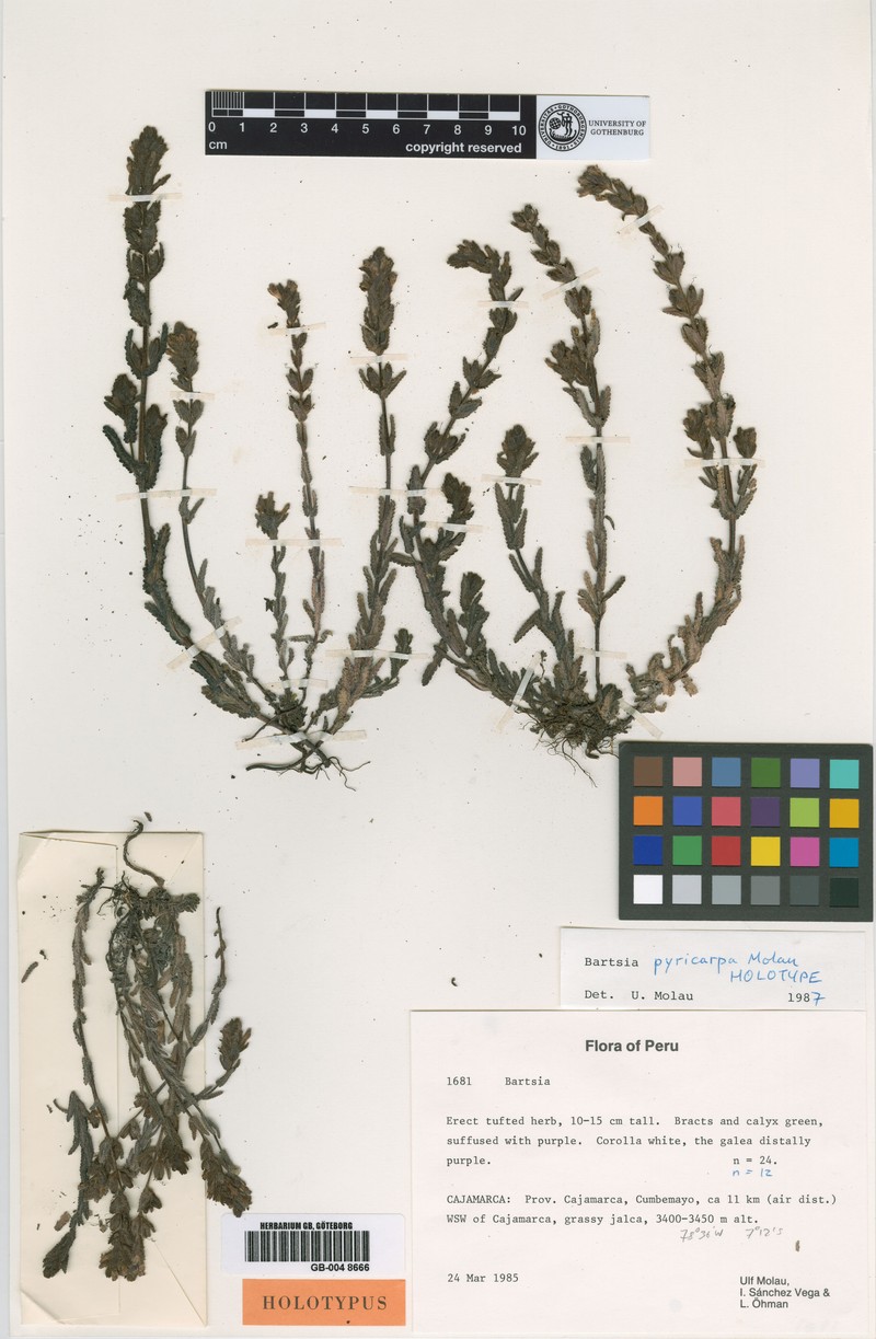 Neobartsia pyricarpa photo 3