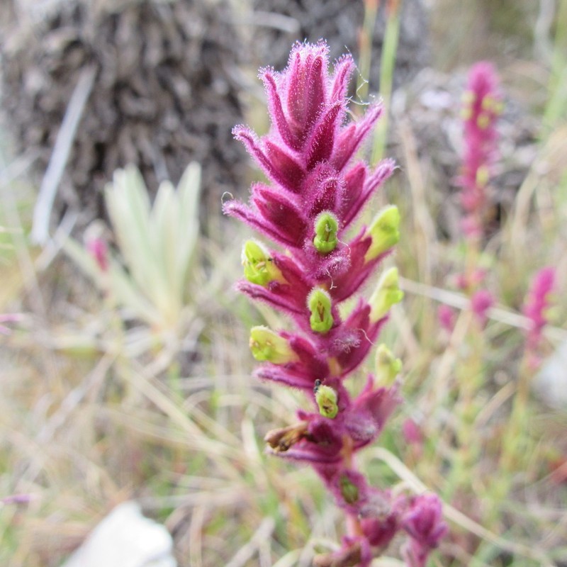 Neobartsia ramosa