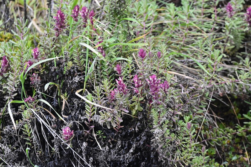 Neobartsia ramosa photo 2
