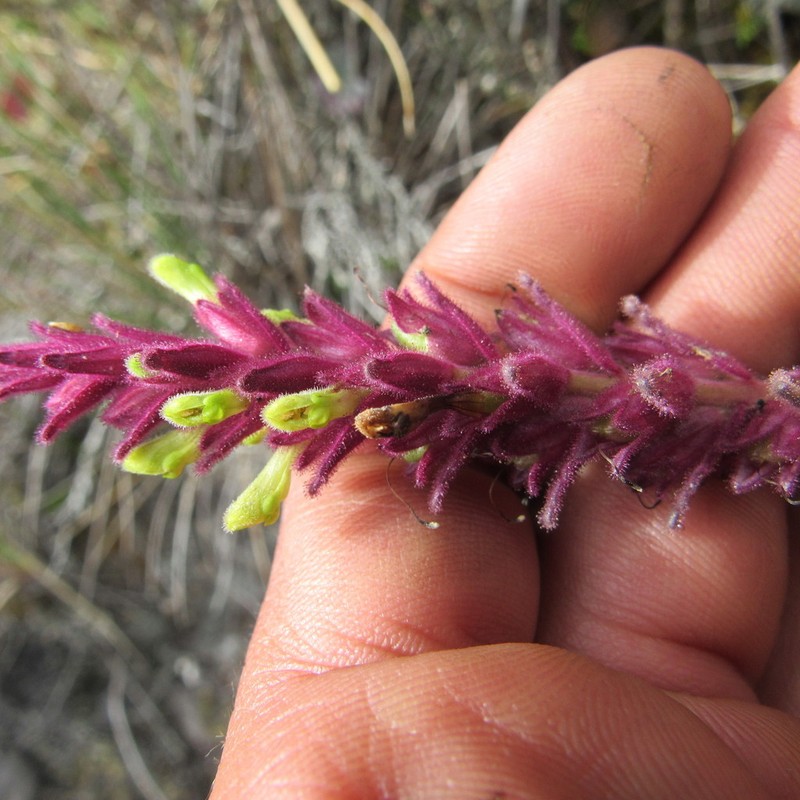 Neobartsia ramosa photo 3