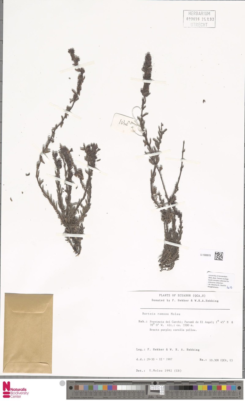 Neobartsia ramosa photo 4