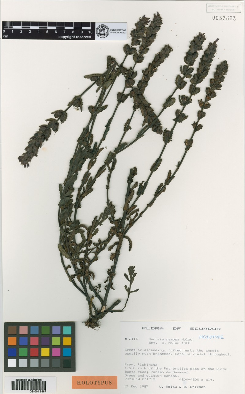 Neobartsia ramosa photo 5