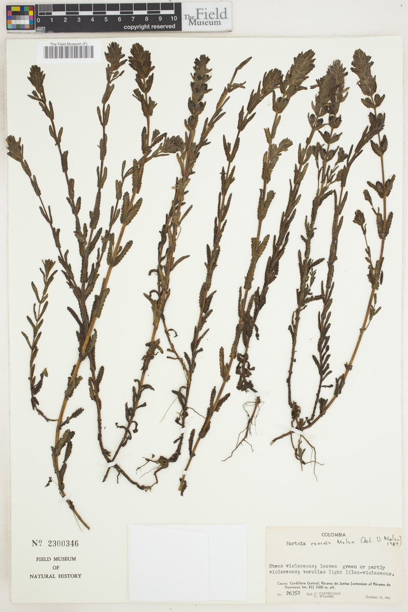 Neobartsia ramosa photo 6
