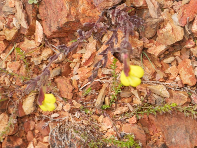 Neobartsia rigida
