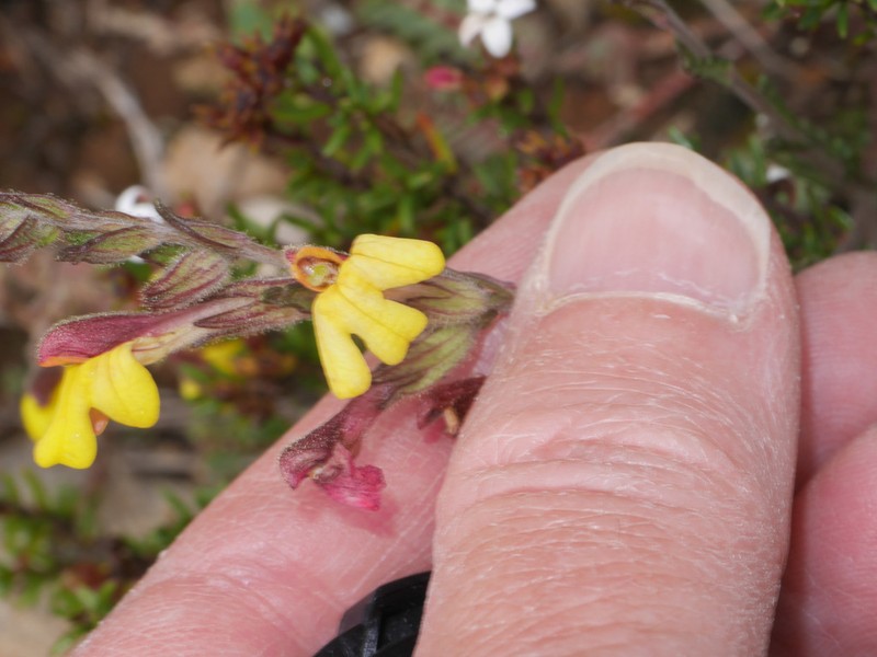 Neobartsia rigida photo 2