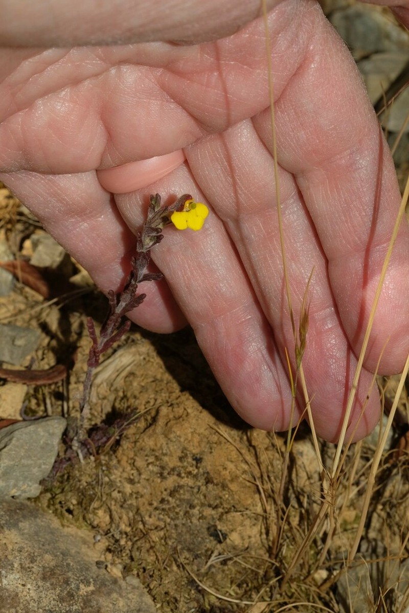 Neobartsia rigida photo 3