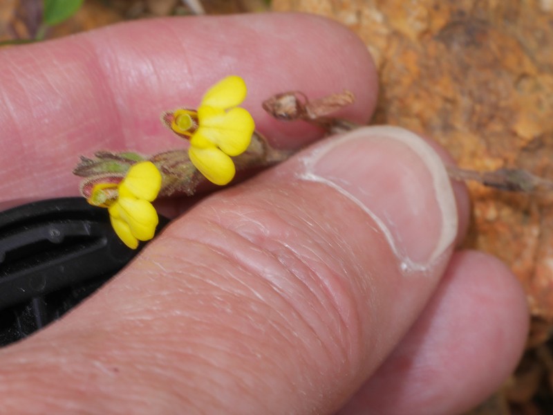 Neobartsia rigida photo 4