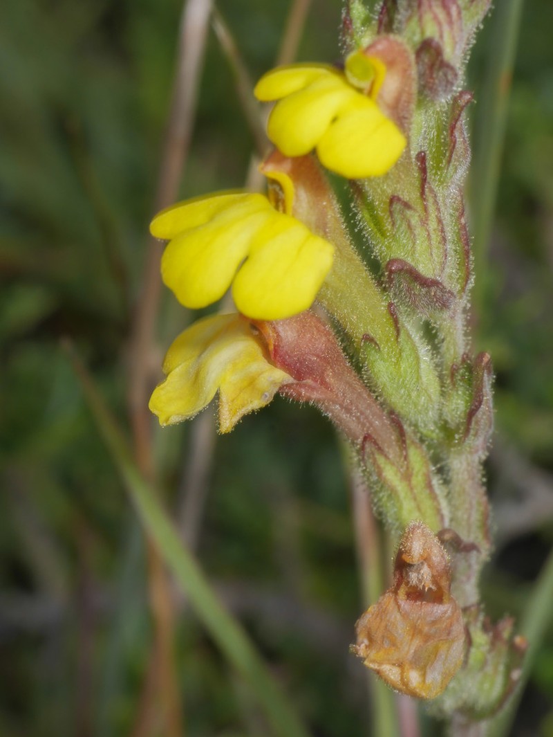 Neobartsia rigida photo 5