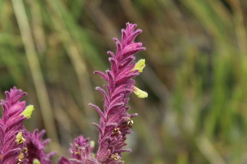 Neobartsia santolinifolia photo 2