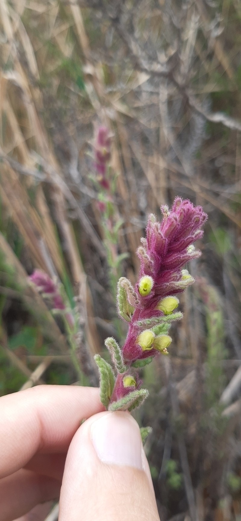 Neobartsia santolinifolia photo 3