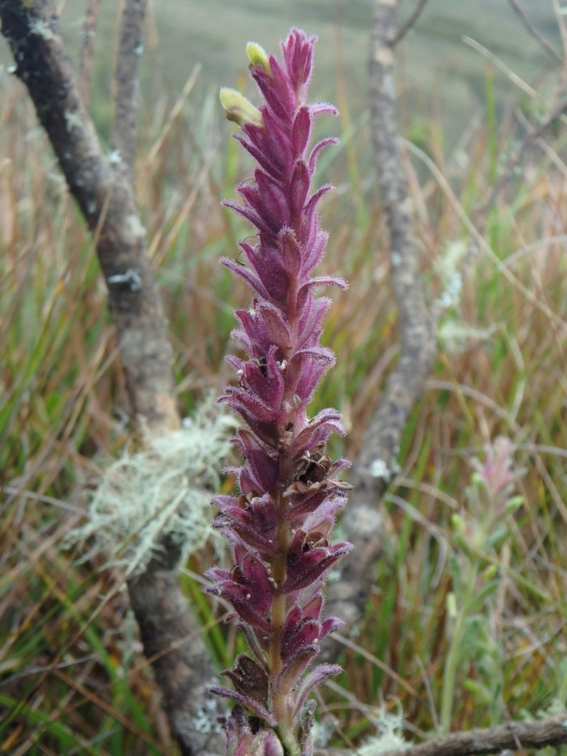 Neobartsia santolinifolia photo 4