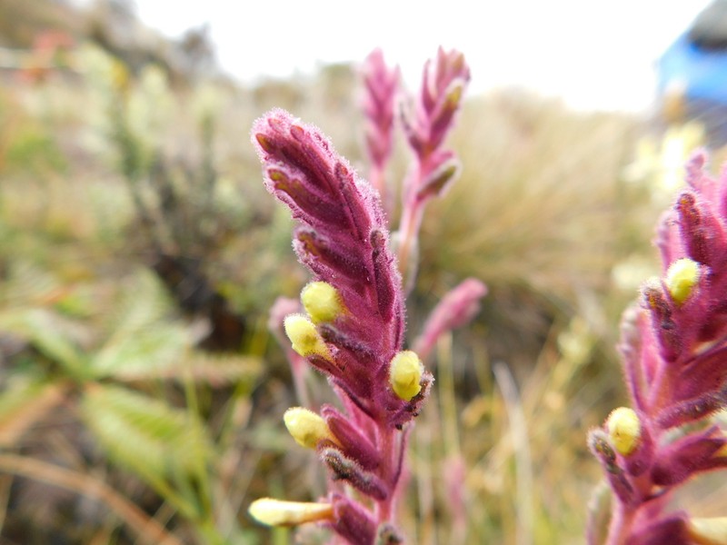 Neobartsia santolinifolia photo 5