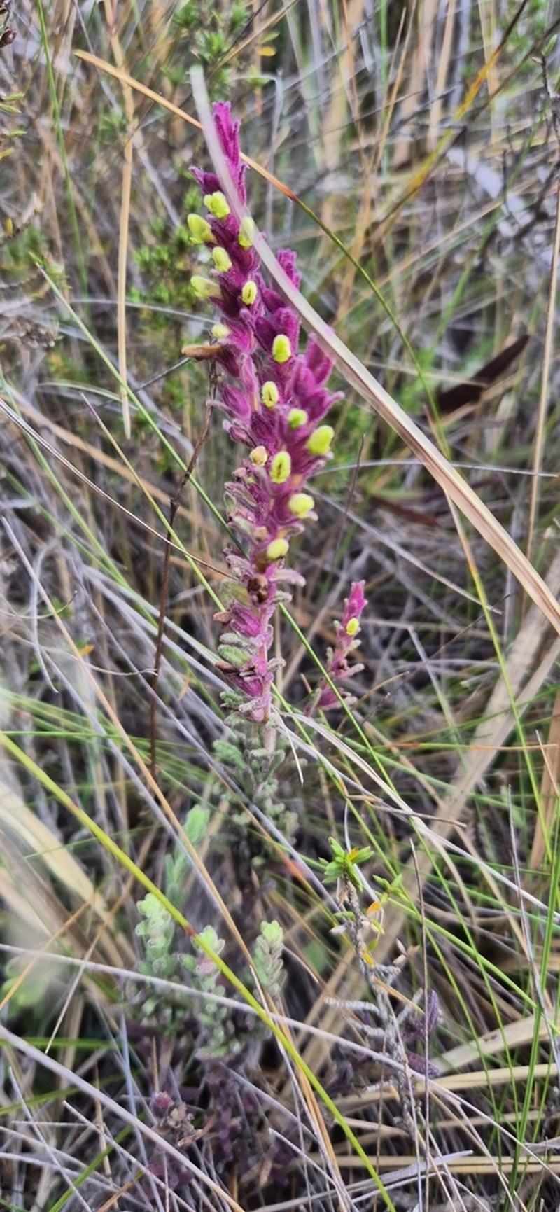 Neobartsia santolinifolia photo 6