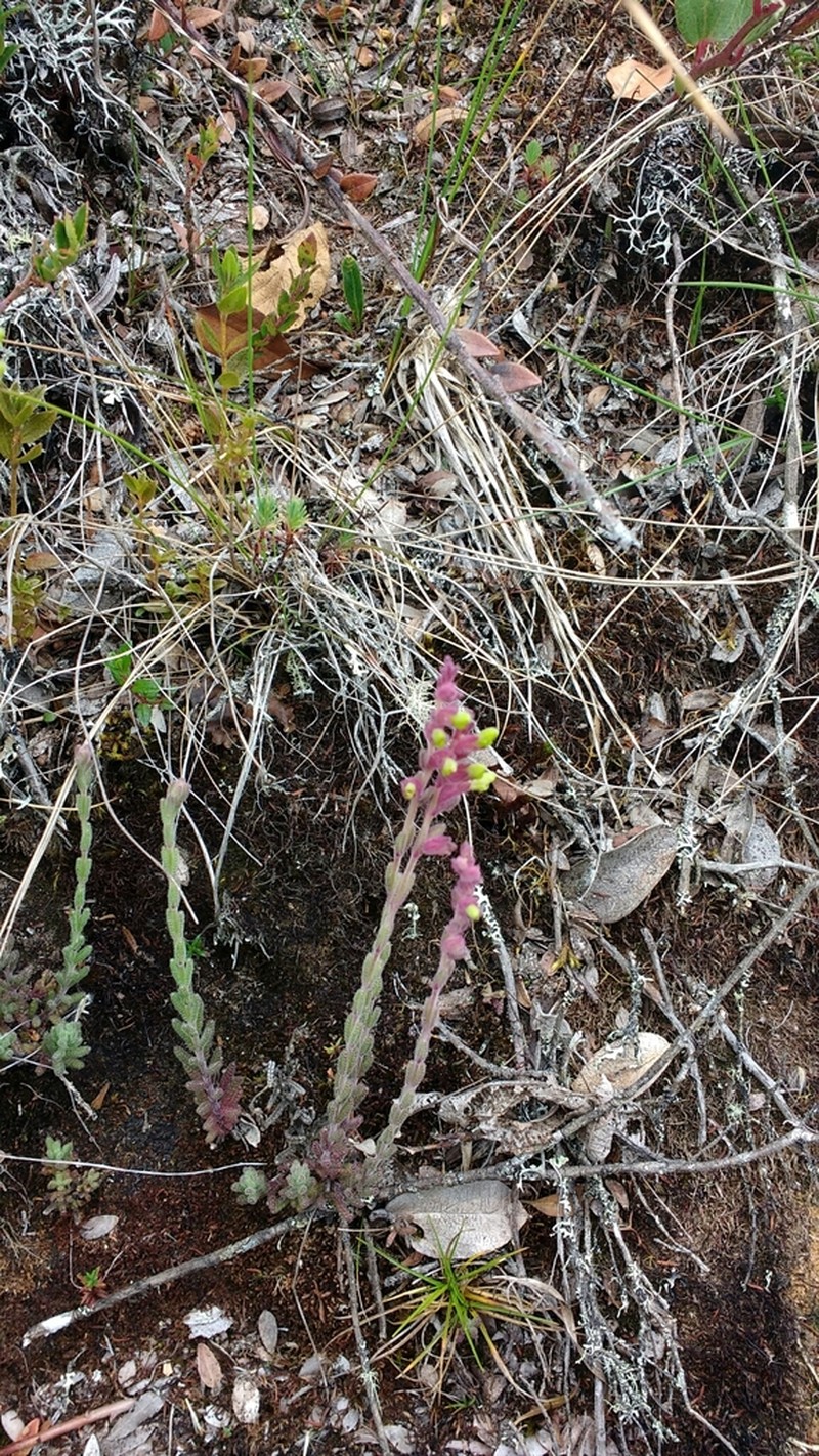 Neobartsia santolinifolia photo 7