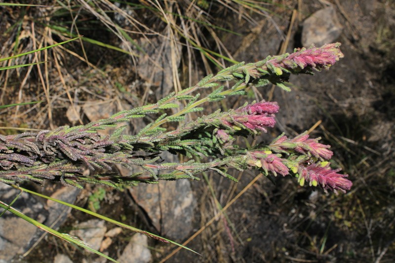 Neobartsia santolinifolia photo 8