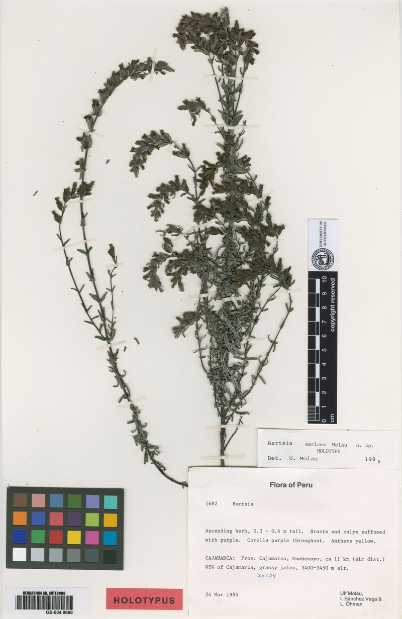 Neobartsia sericea