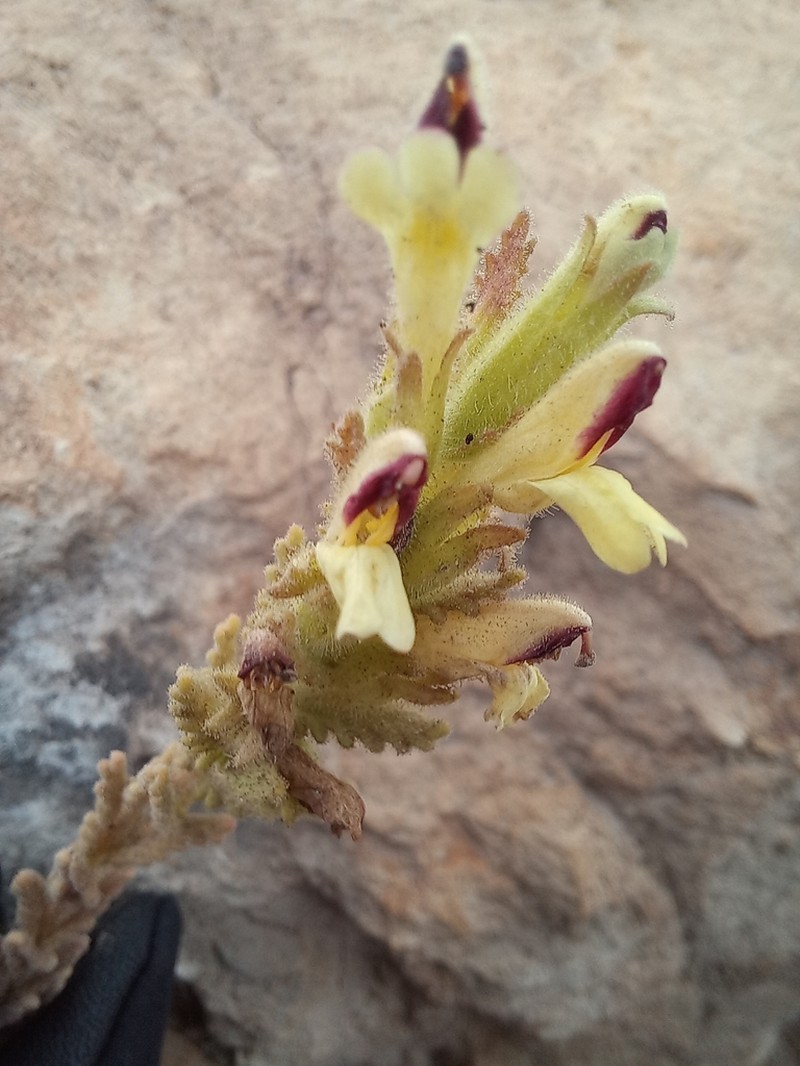 Neobartsia serrata