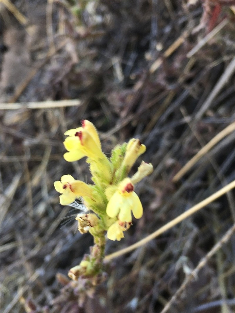 Neobartsia serrata photo 2